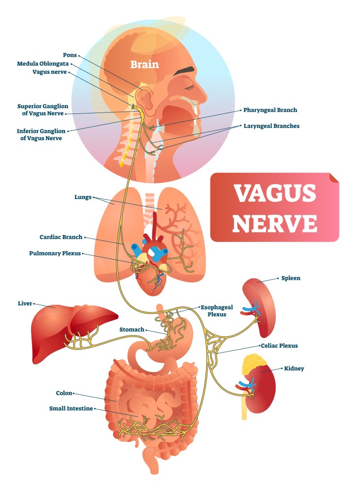 Vagus Nerve Vagus Nerve
